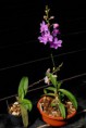 /album/fotogaleria-fotogaleria/phalaenopsis-buyssoniana-1-jpg1/